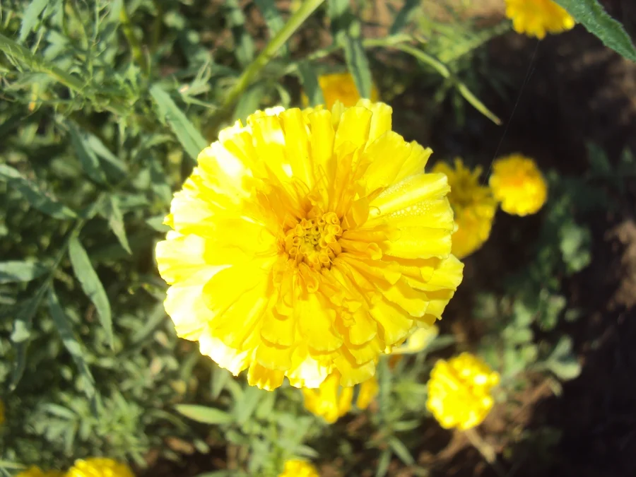 divine marigold for altars