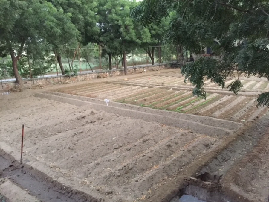 1 empty section left for tomatoes next beds are winter lettuce varieties 1200