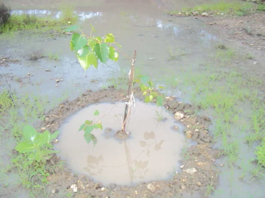 peepul tree planted near mountain