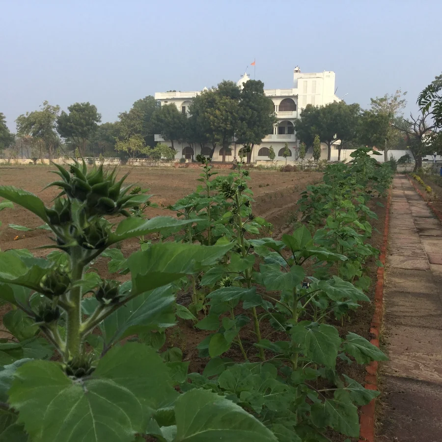 100 metres of sunflowers