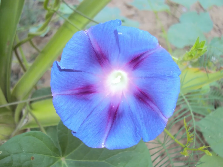 glory of the morning