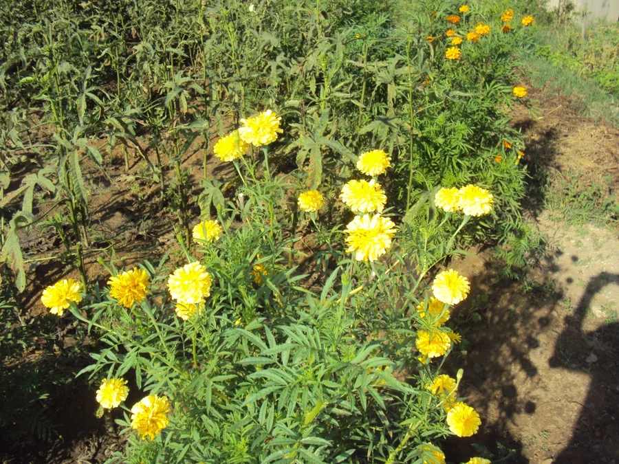 marigolds and bhindi