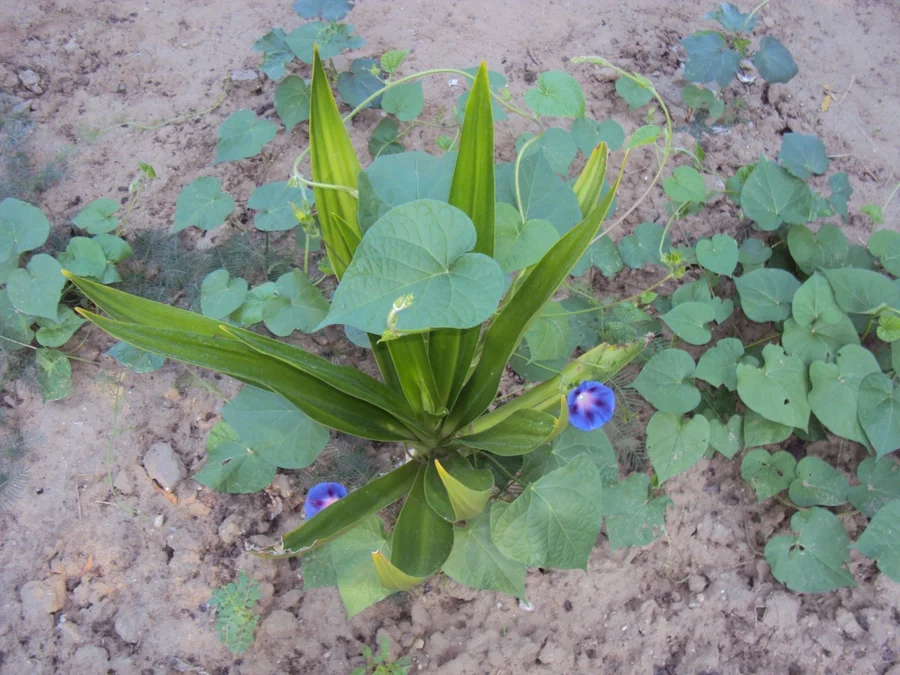 morning glories in bloom