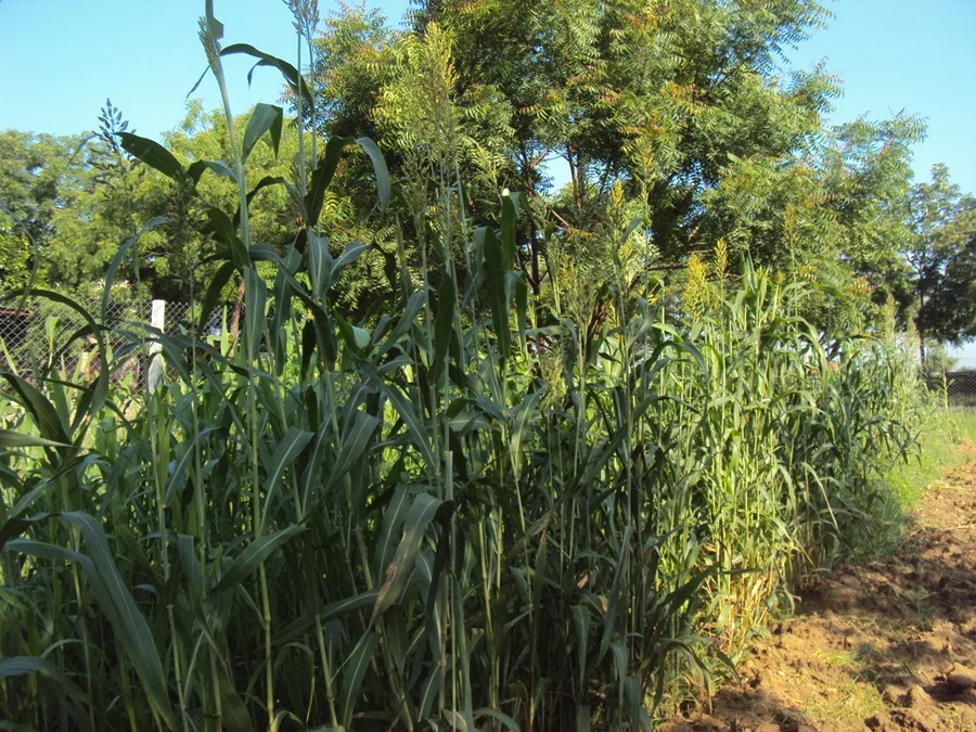 jowar sorghum wheat planted in february now mature in september