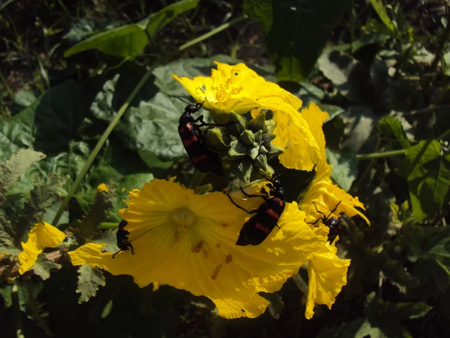 seasonal beetle which destroys sabji flowers