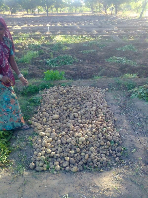 200kg potato crop