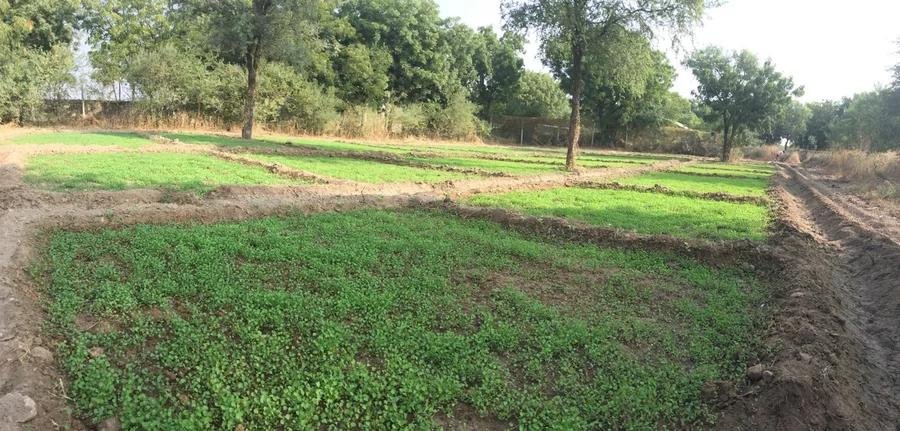 2017 Rajka.lucerne.alfalfa horse fodder