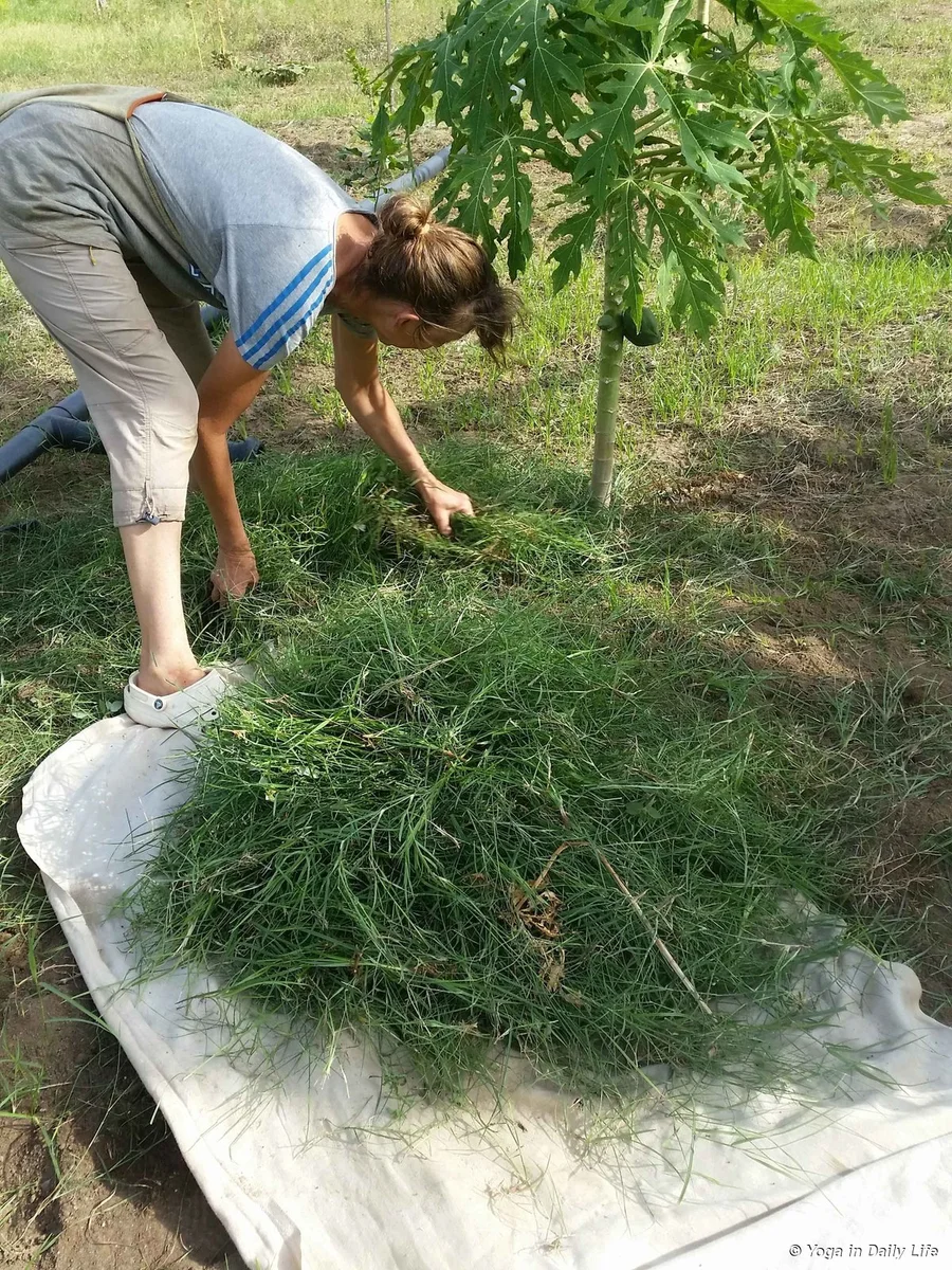 Bermuda grass nourishes our horses in a similar way to how ghee nourishes humans.