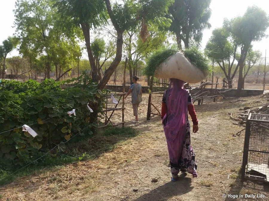 This is where our horses spend their evenings and nights - an area where they can run and feel the cool night air