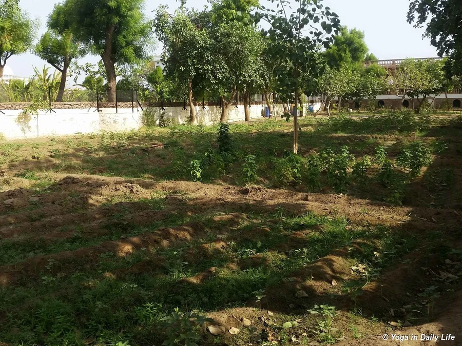 Even in the shade the garden is hot and needing irrigation.