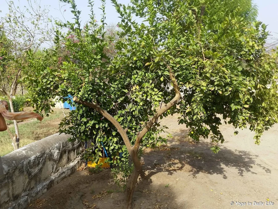 Oldest lemon tree in Jadan, around 17 years old