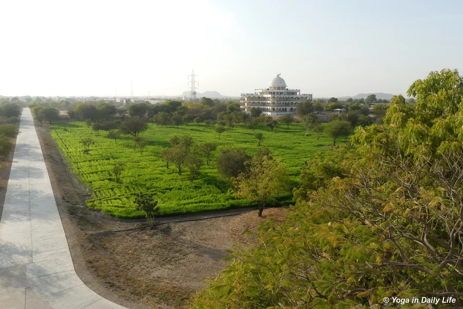 2019 wheat plantation