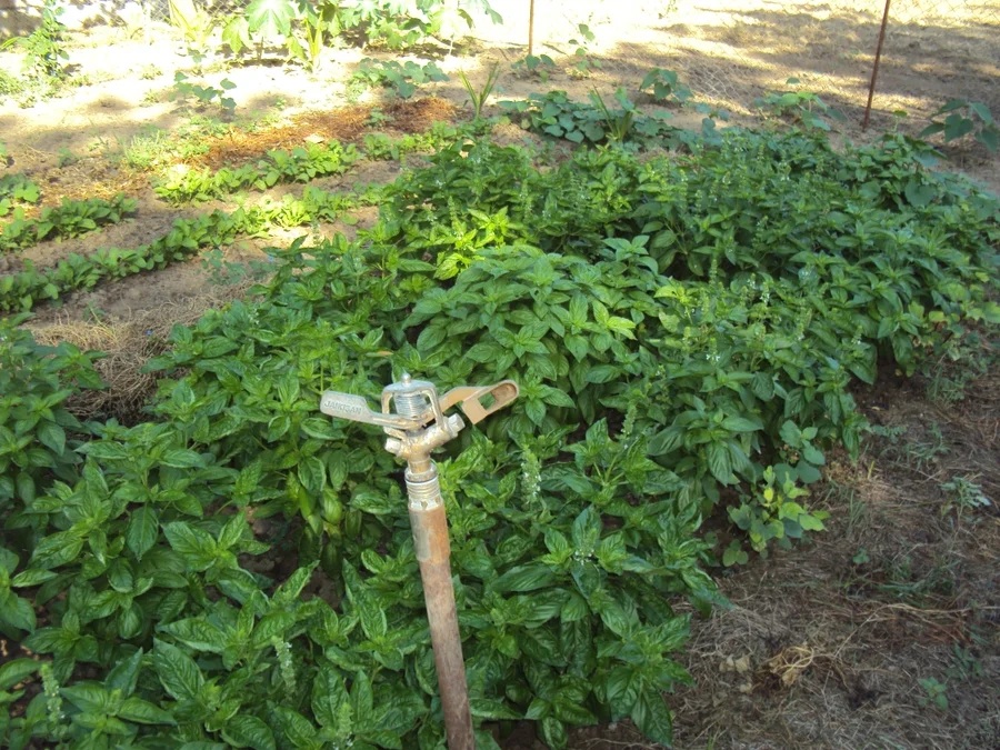 saving water by using sprinklers