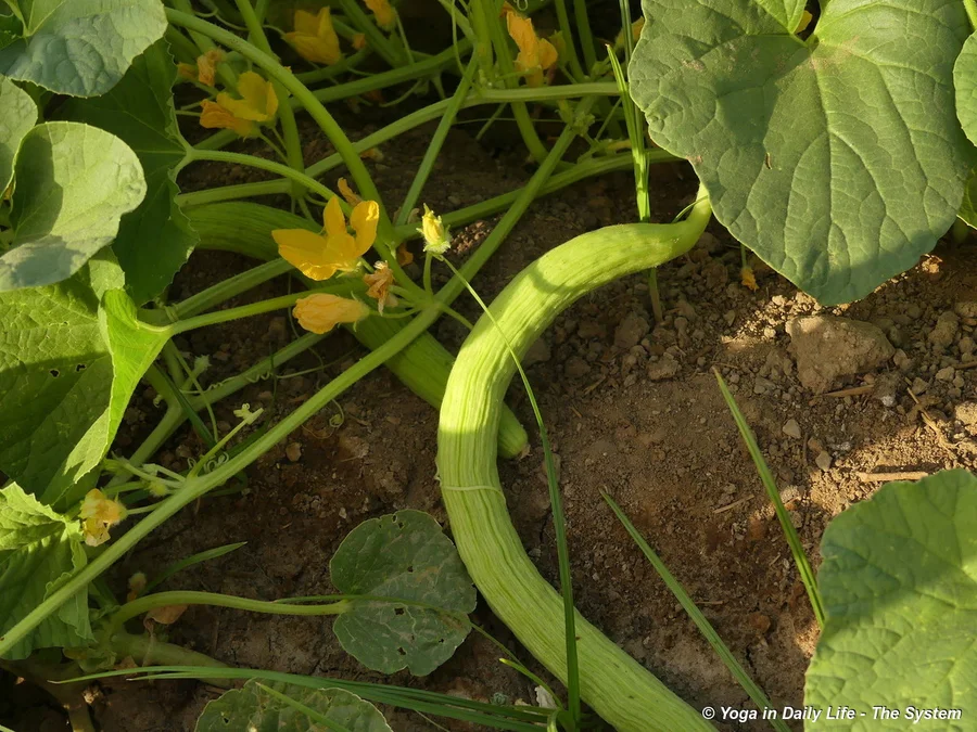 300kg in just 2 weeks