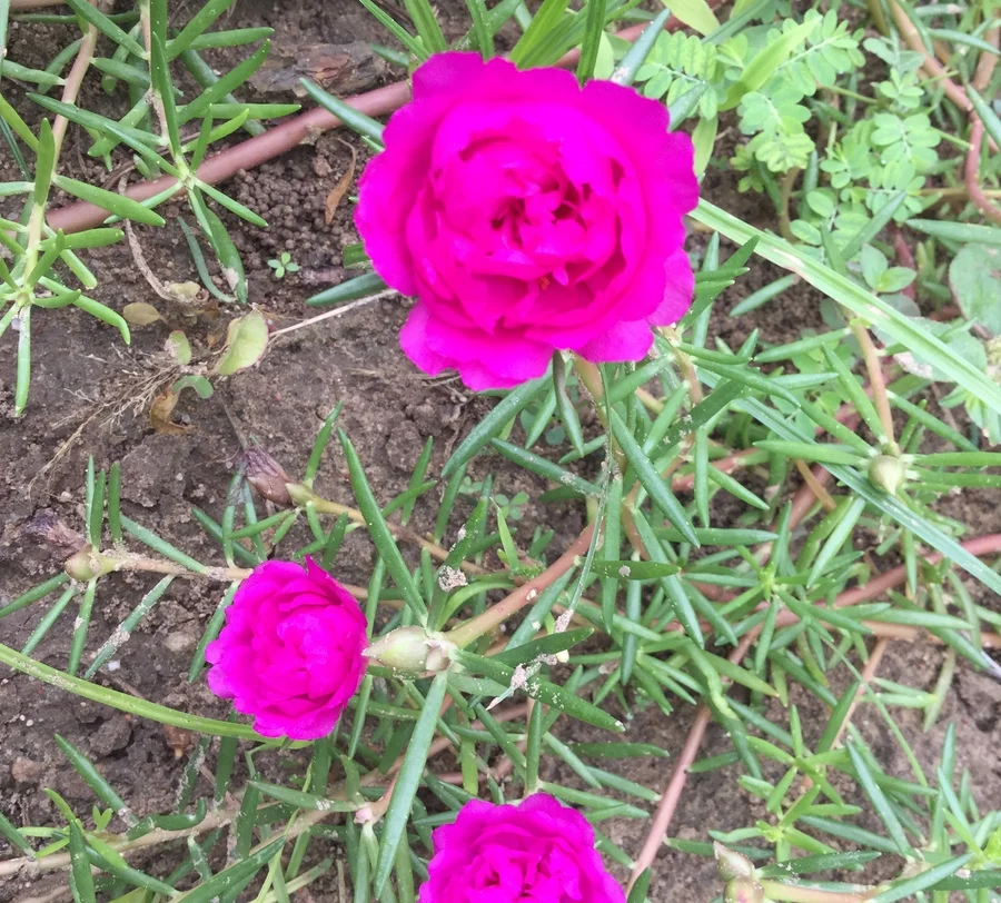 portulaca