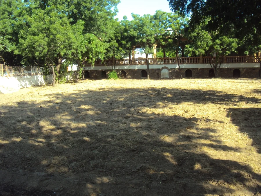 area cleared for tomato plantation