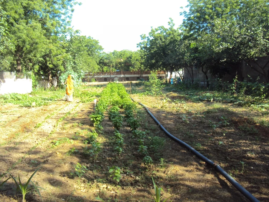 new permaculture garden