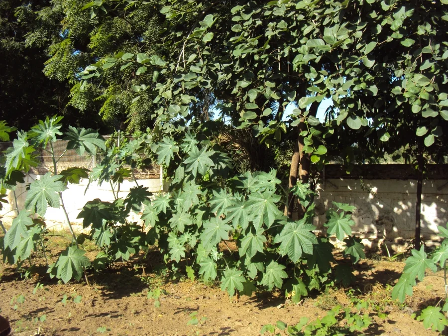 happy and healthy castor trees