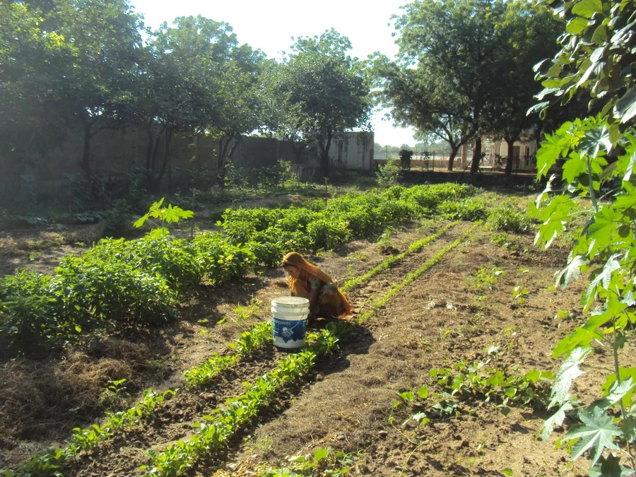 preparing daily salad mix with roquette and beans and herbs