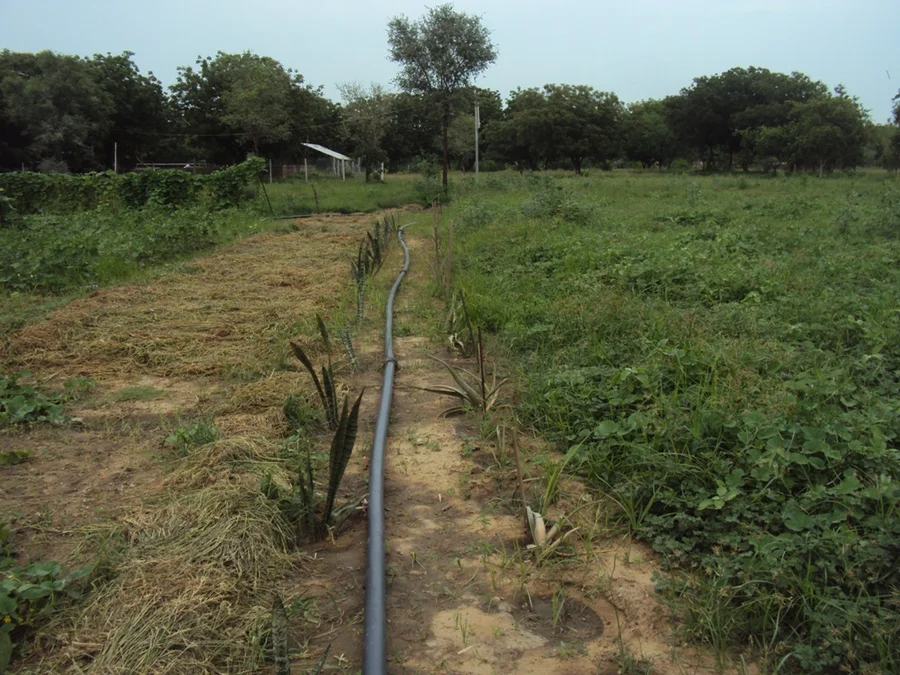 aloe vera transplanting project