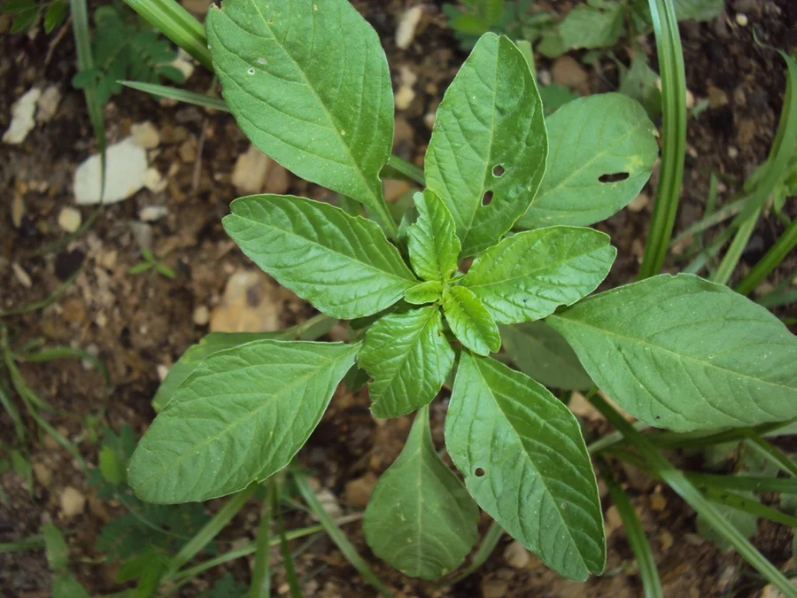 chandaliya seasonal spinach wild