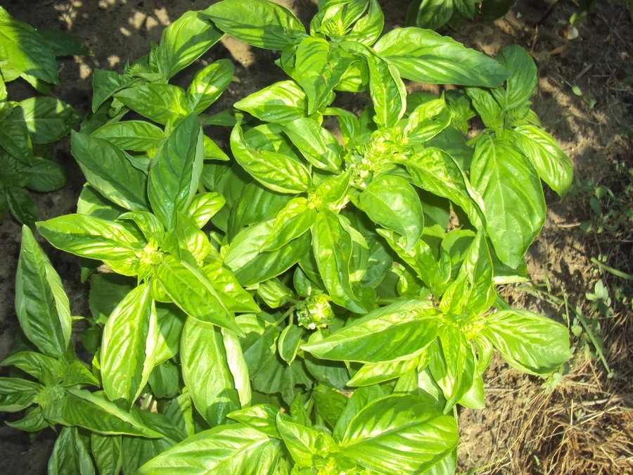 basil looking great