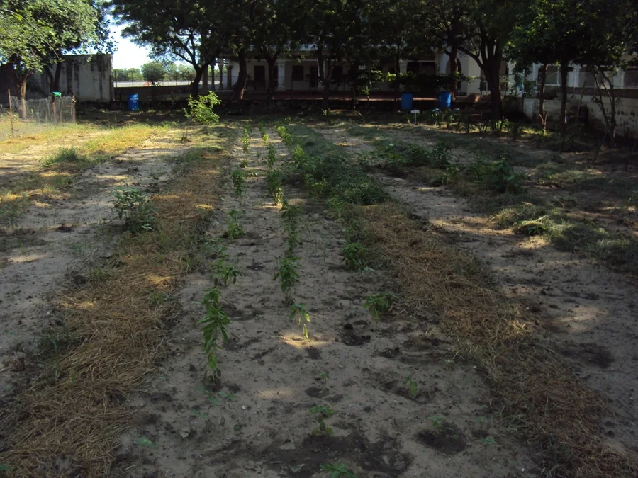 experimental garden opposite workshop