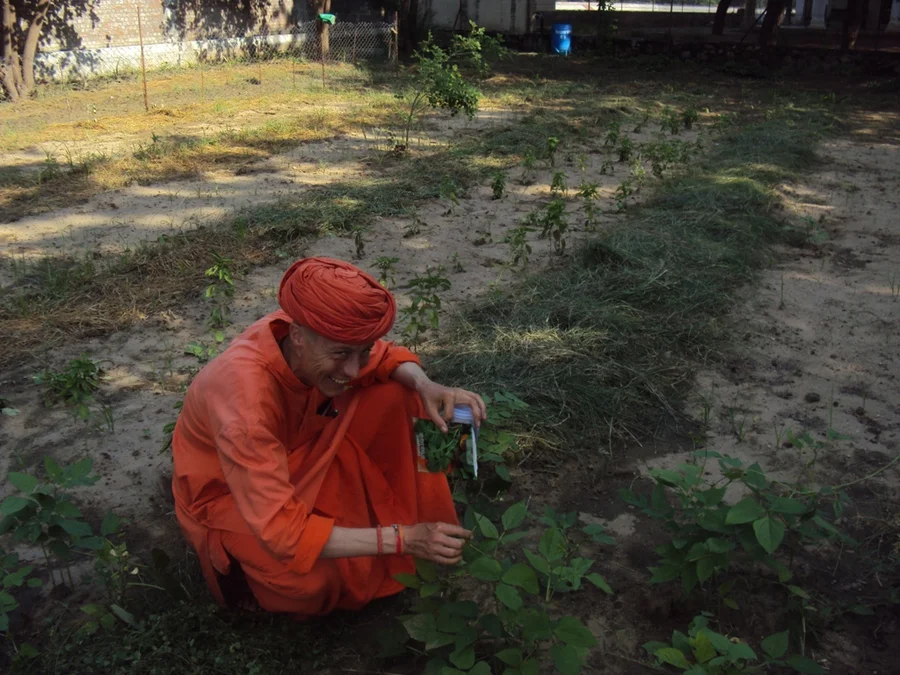 Swami Niranjanpuri planting rocket taramira salad