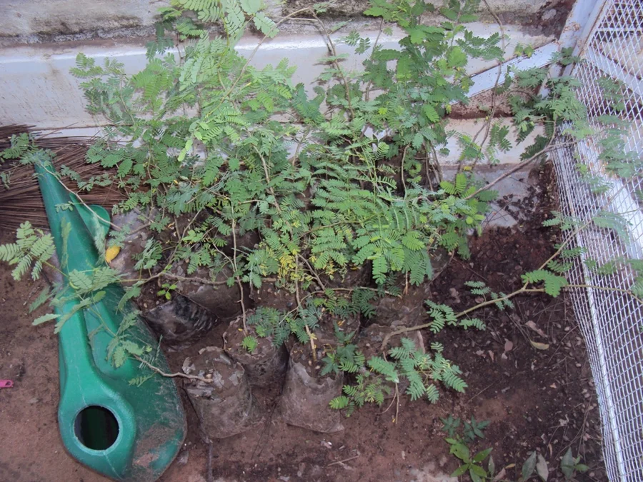 kumtiya acacia senegal saplings from 2011