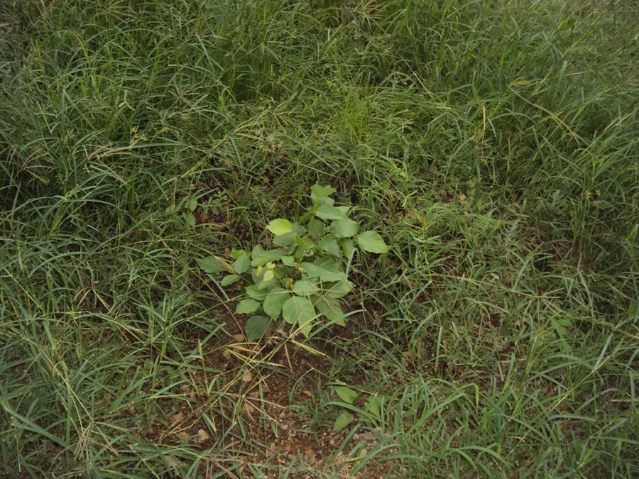 pongamia pinnata youngster