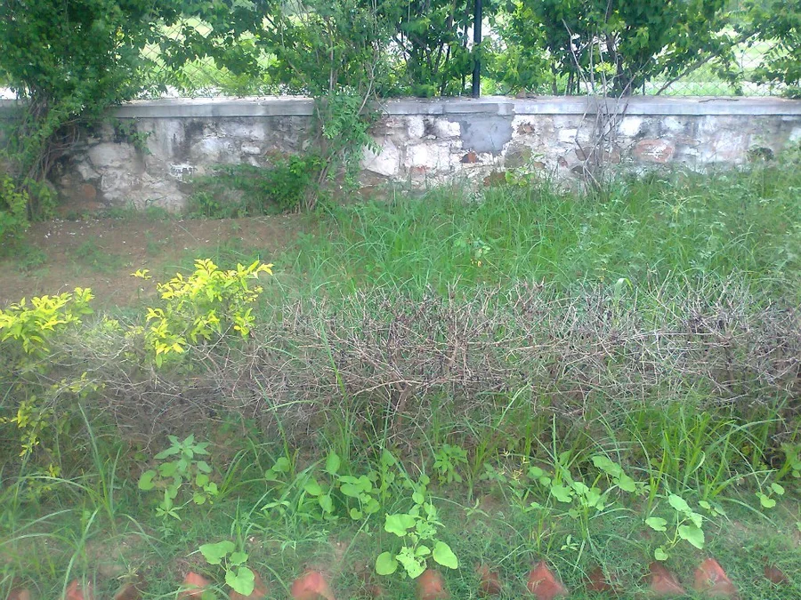golden hedge damaged from drought and salty water