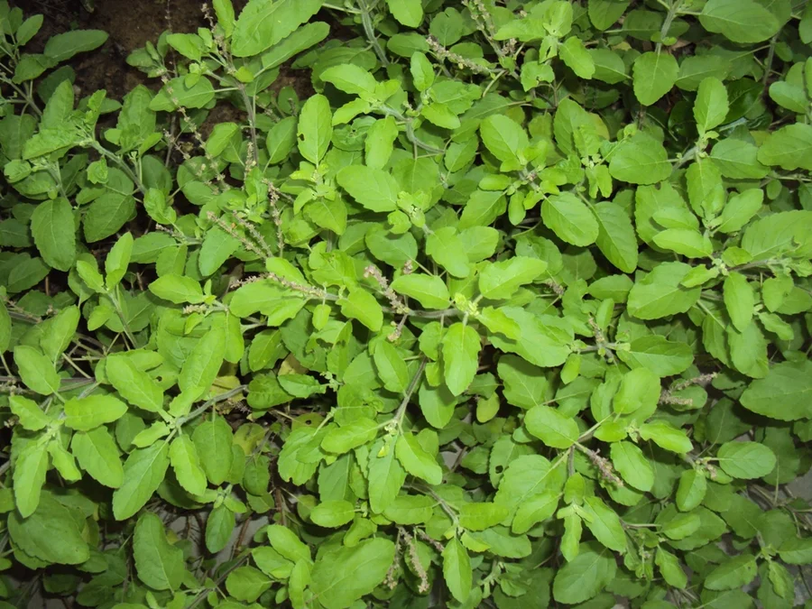 holy basil