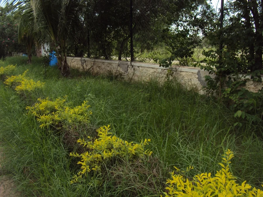 shiv bagh overgrown after monsoon