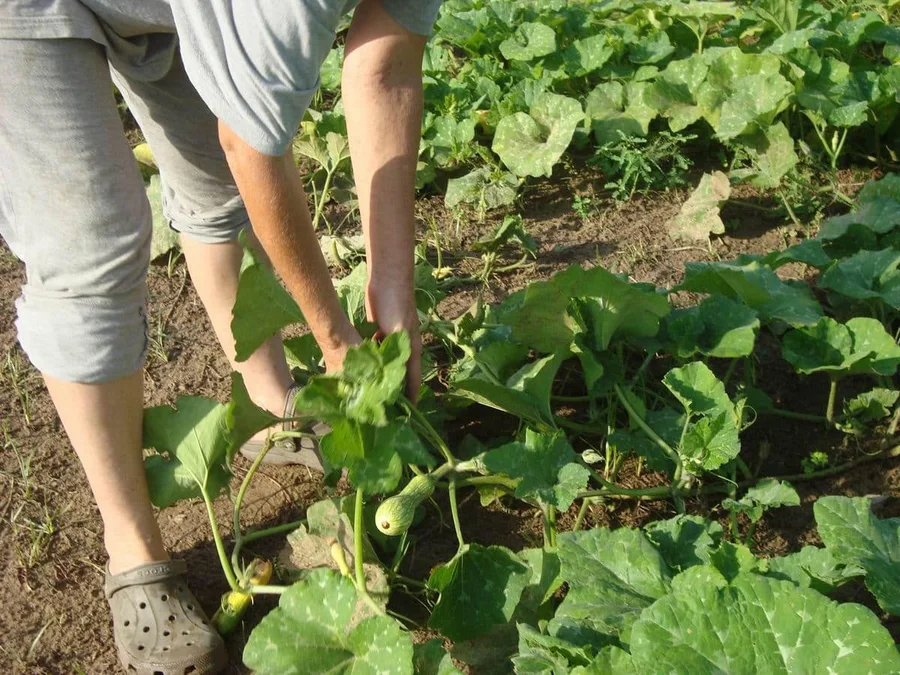 European variety of pumpkin and very tasty min