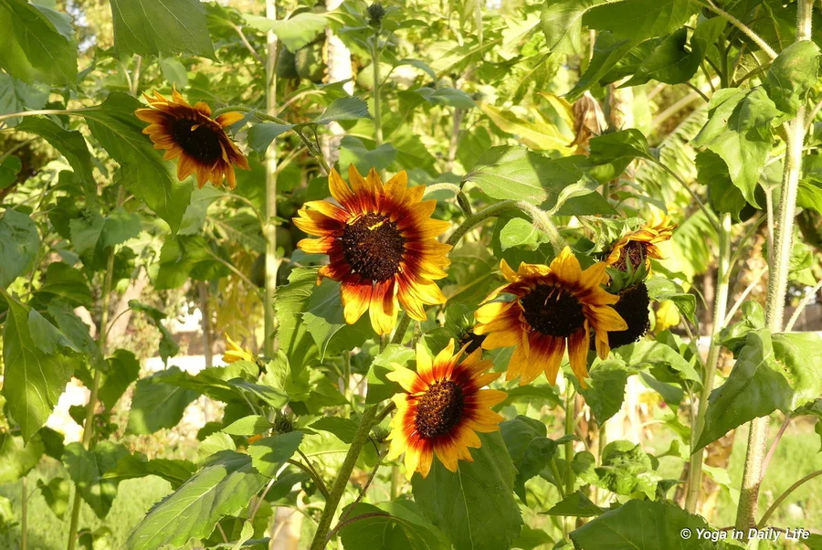 European variety of sunflower