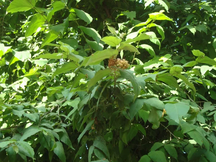 Flowering rudraksha elaeocarpus ganitrusopposite workshop min