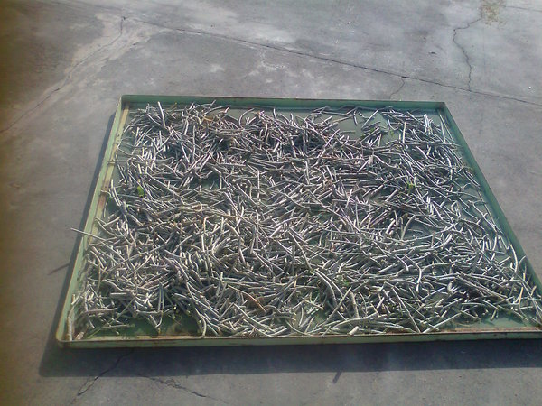 Guduchi drying in sun