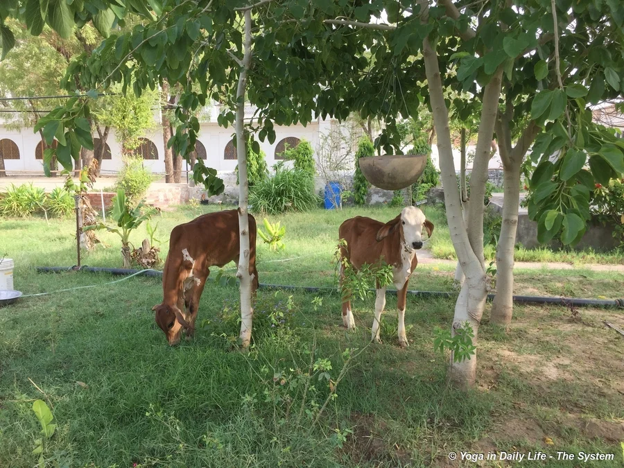 Lakshmi and Leela grazing beneath the mulberry trees