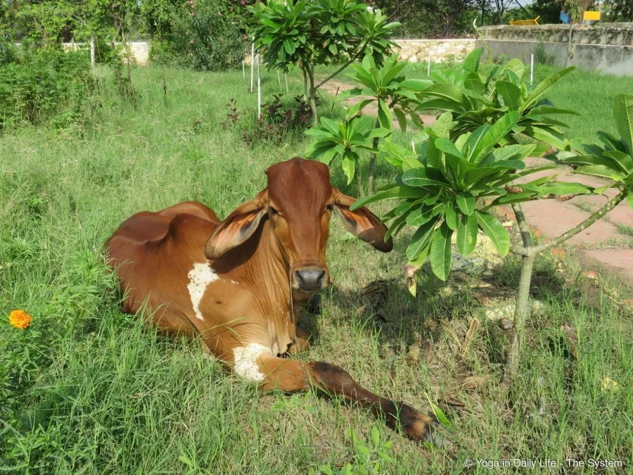 Leela relaxed and happy