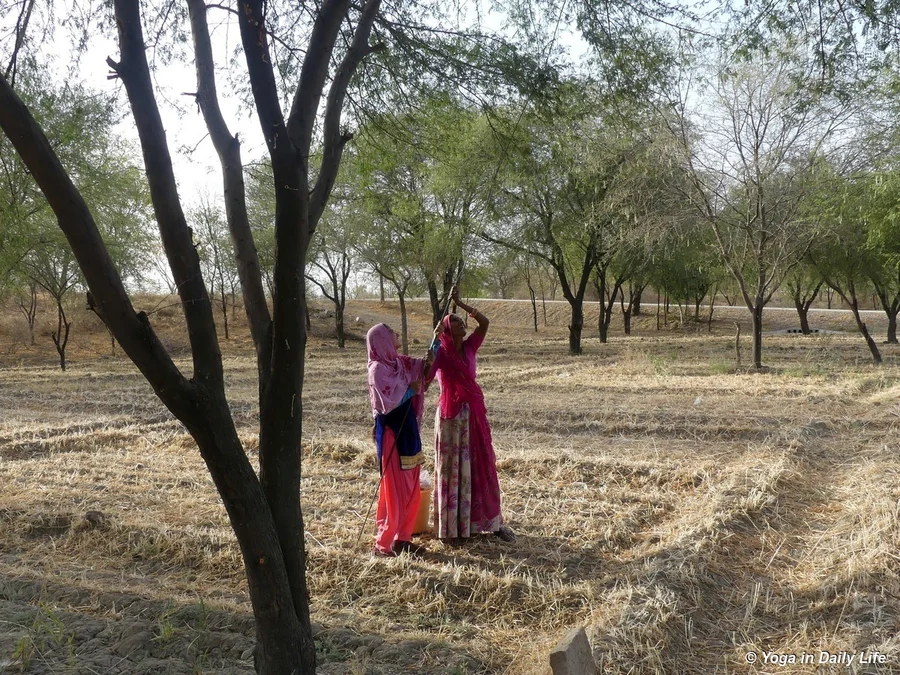Phoolibai and her daughter Rinku harvesting deshi babool