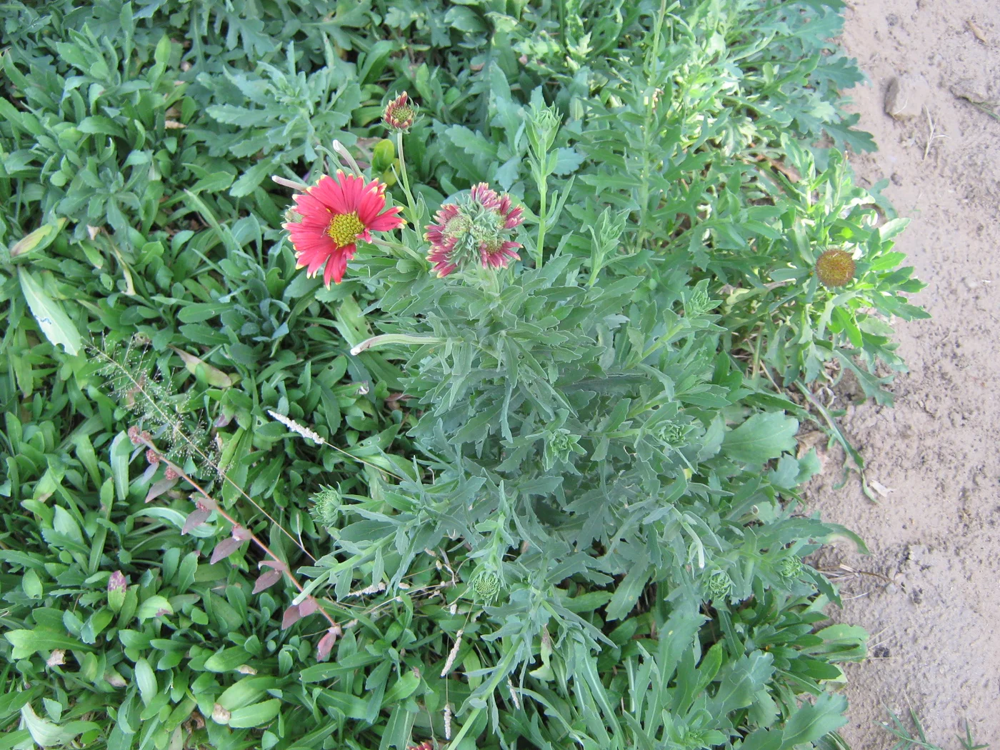 Pushkarmool - a medicinal and ornamental plant
