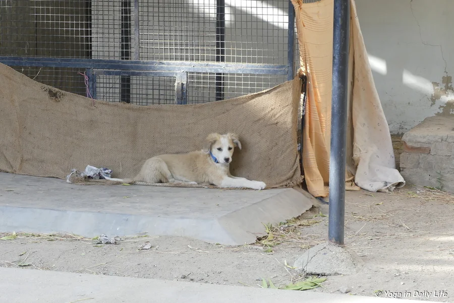 Singh the Lion King Puppy