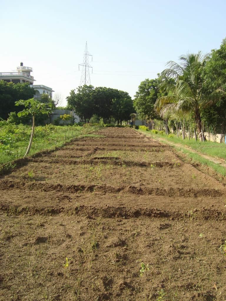 We cultivated 10 beds for autumn seeds west part of shiv bagh min