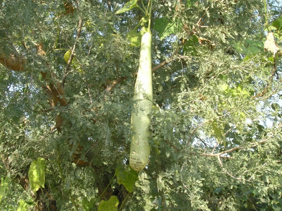 A lauki gourd dried up khejeri tree we will save these seeds