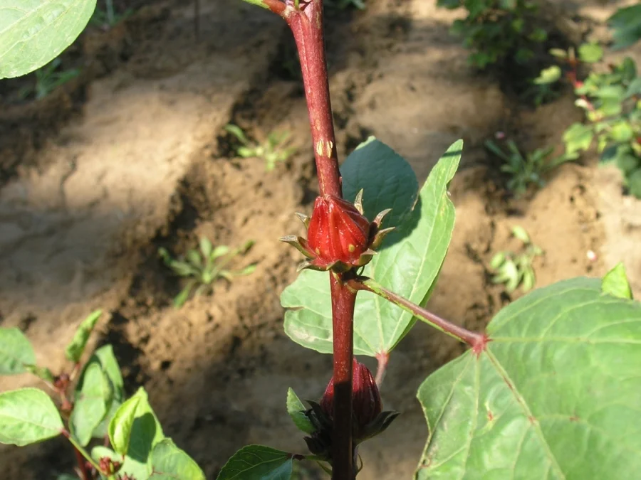 A young hibiscus sabdariffa flower