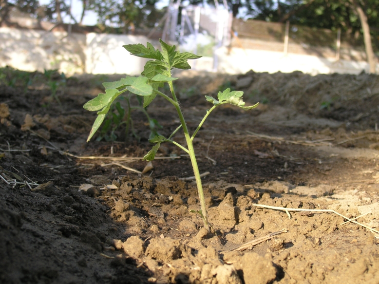 a-young-tomato-seedling