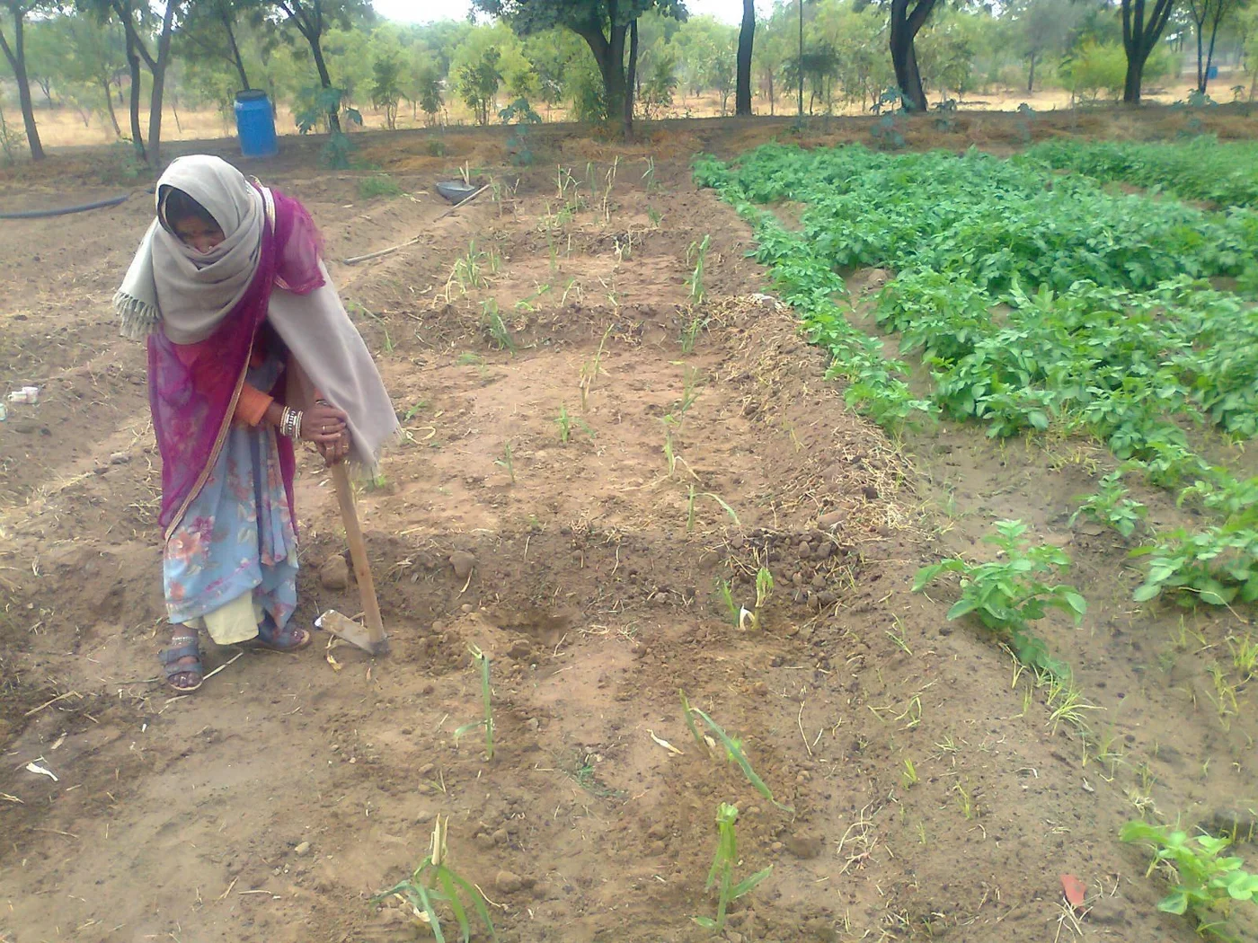 a field of elephant grass
