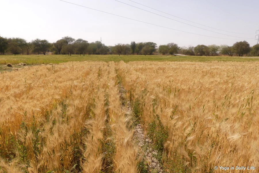 A field of golden barley