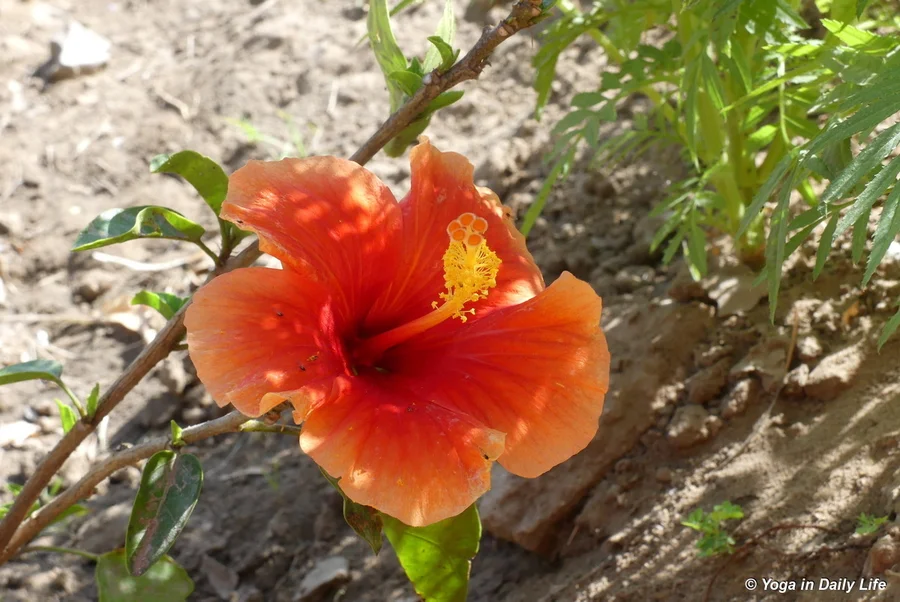 A gorgeous shade of Chinese hibiscus