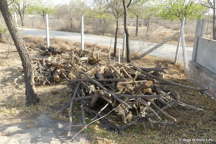 a lot of wood was collected from the clean up